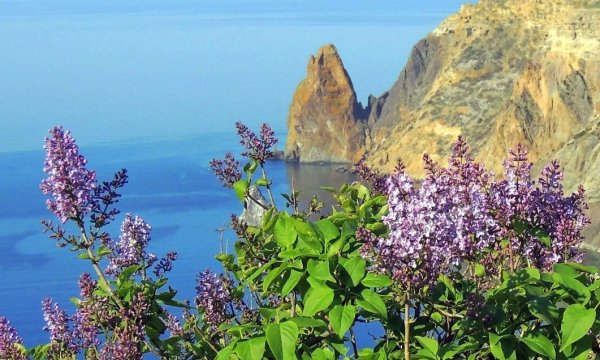 Глициния мыс Фиолент