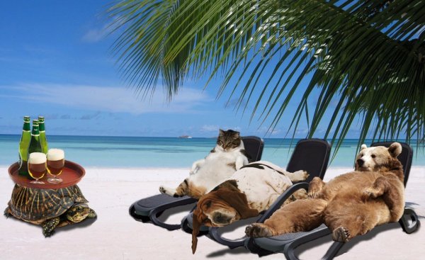 Кот на берегу моря