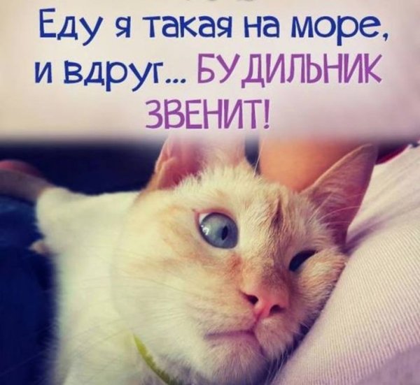 Доброе утро прикол