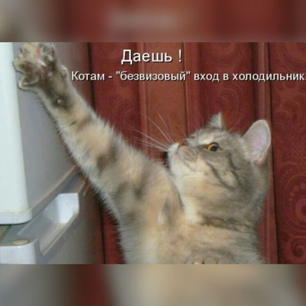 Юмор кот будильник
