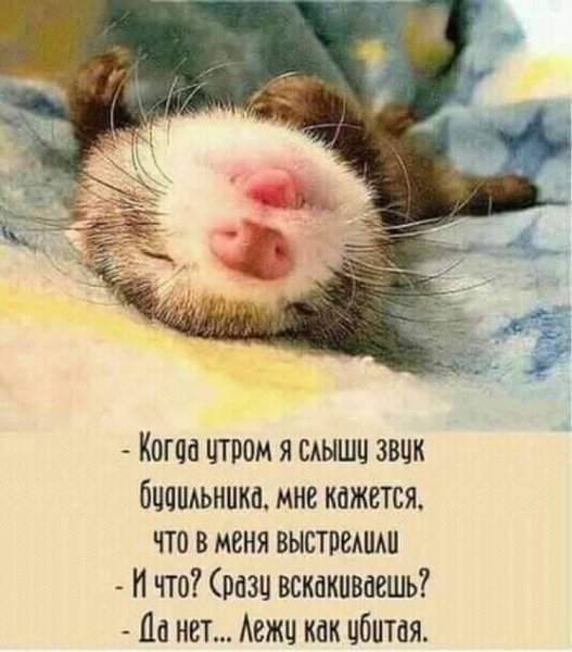 Будильник не прозвенел