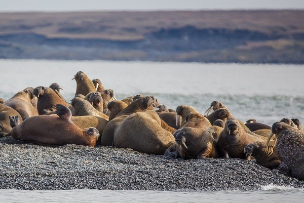 Остров Врангеля моржи