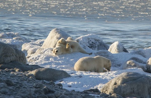 Арктика море Лаптевых