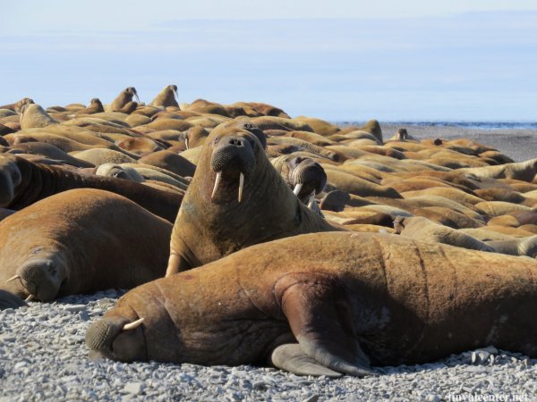 Южный берег моря Лаптевых