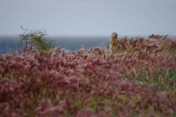 Полуостров Таймыр море Лаптевых