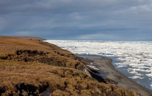 Полуостров Таймыр морж