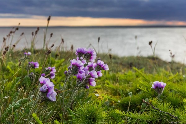 Обская губа- Хатангский залив