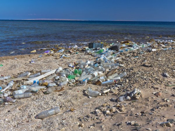 Пластиковый мусор на берегу Балтийском море
