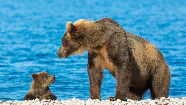 Бурый медведь