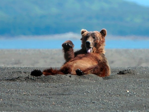 Медведь на берегу моря