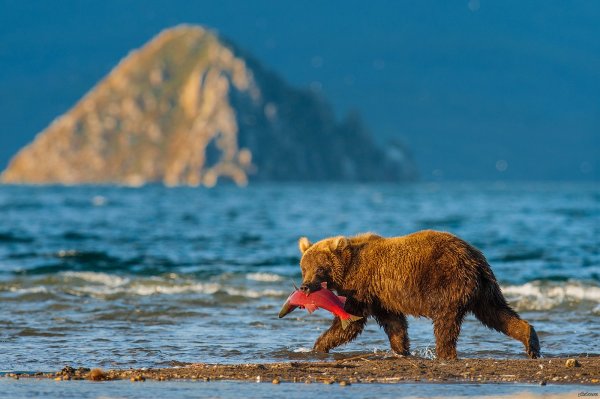 Медвежата на берегу