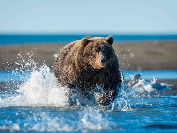 Бурые медведи Сахалинской области