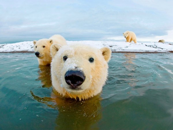 Игорь Шпиленок медведи Камчатки