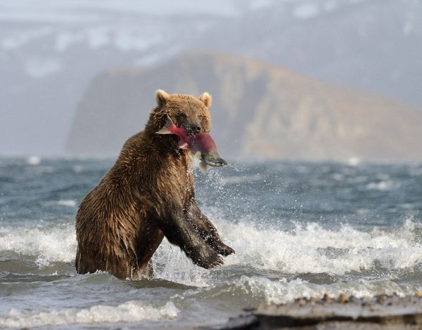 Камчатка медведи лосось