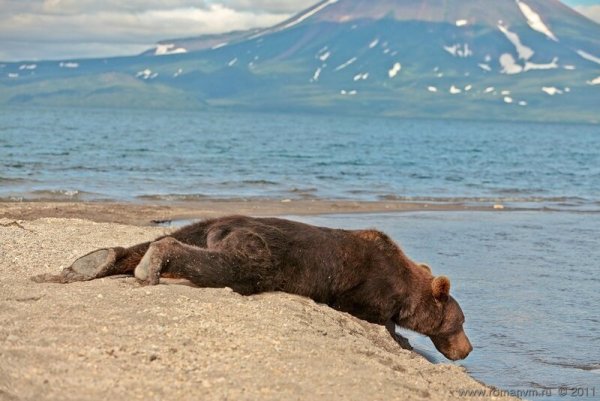 Медведь плавает