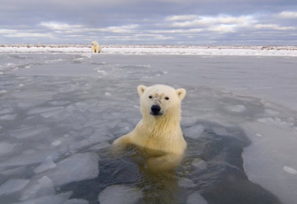 Артек природа