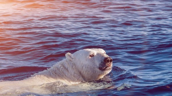 Северный Ледовитый океан белый медведь
