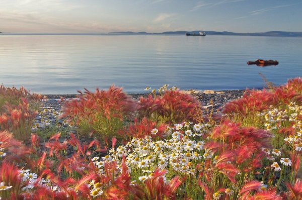 Море Лаптевых