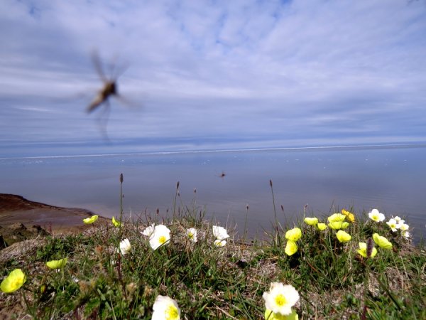 Береговая моря Лаптевых