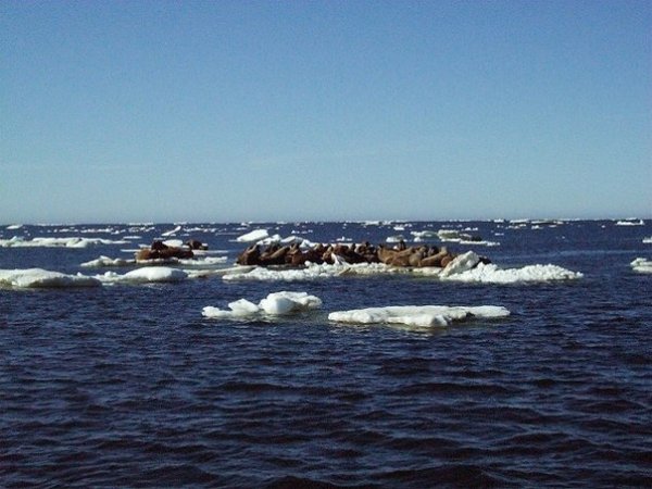 Море Лаптевых Экспедиция