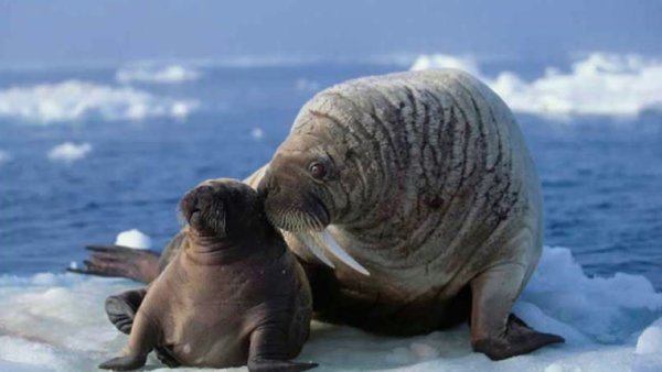 Берег моря Лаптевых