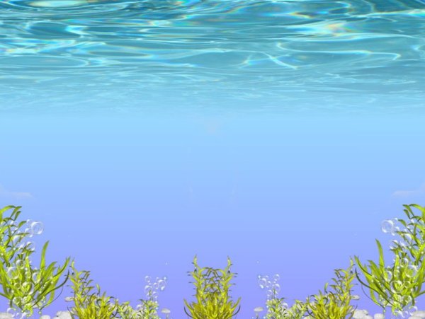 Море окружающий мир