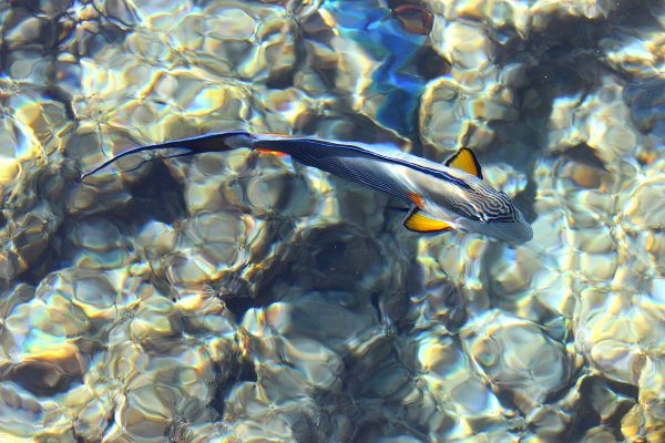 Морской мир