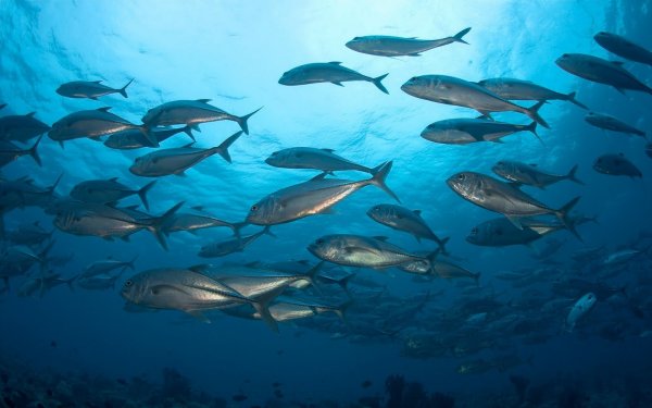 Луциан кашмирский желто-синий