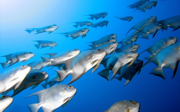 Windows XP рыбка