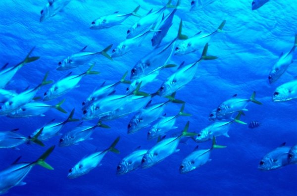 Рыба черепаха