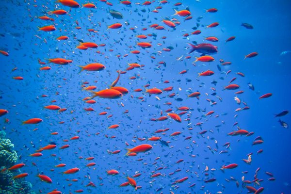 Красивый фон с рыбками