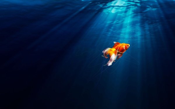 Рыбки в море