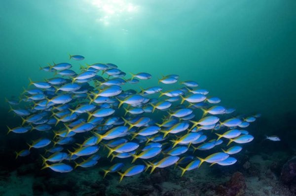 Стая морских рыб
