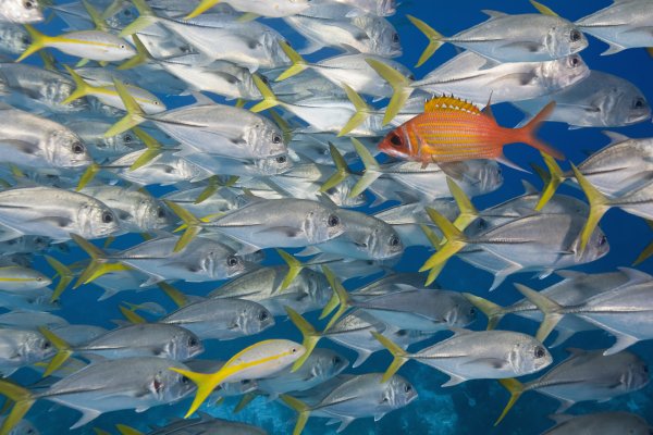 Рыба плавает