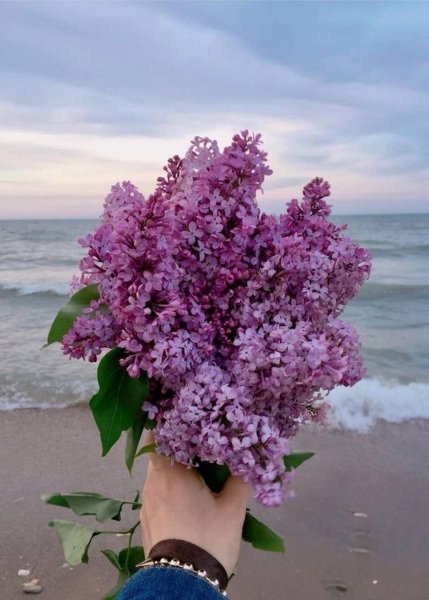 Сирень и море