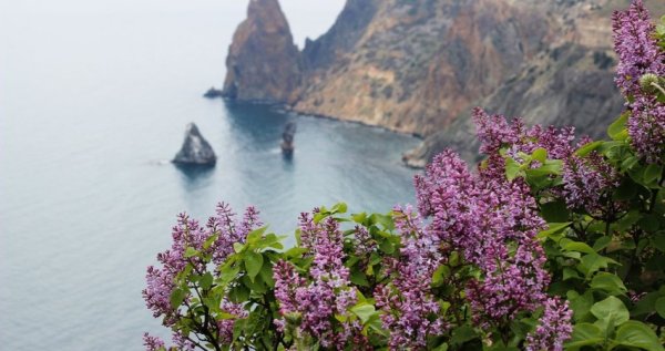 Сирень в Севастополе