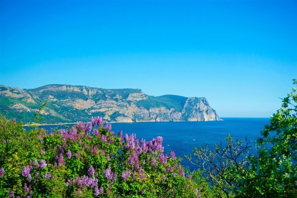 Сирень в Крыму