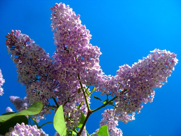 Сирень голубые небеса