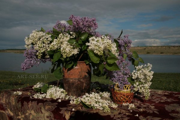 Сирень русский Север