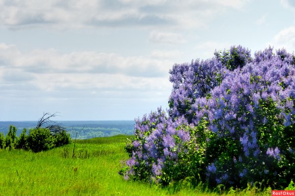 Пейзаж с сиренью