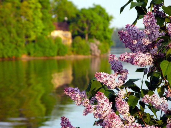 Красивые пейзажи с сиренью