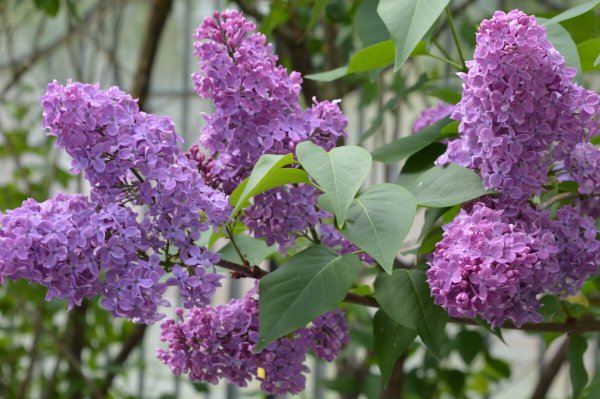 Сирень повислая