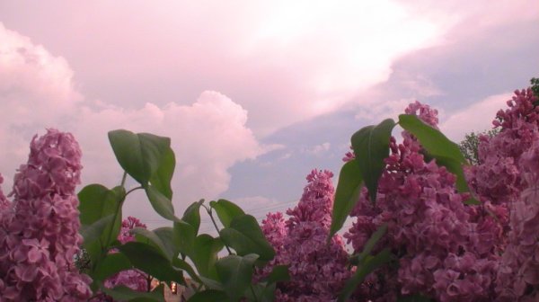 Сирень Калифорния Роуз