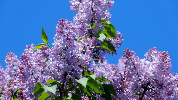 Нилетто сирень