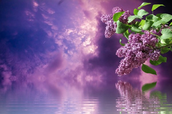 Сирень над водой