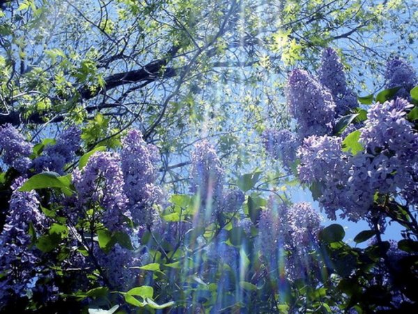 Сирень в лесу