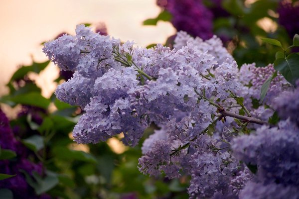 Сирень пекинская