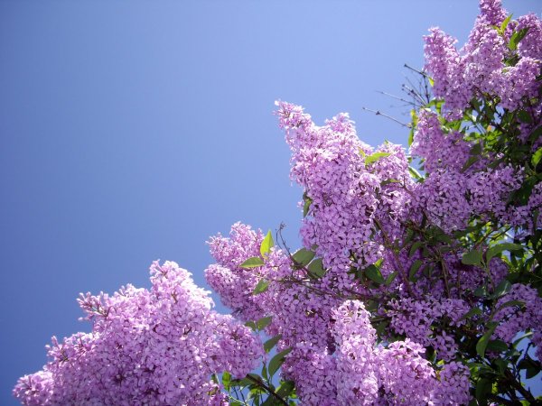 Весна сирень