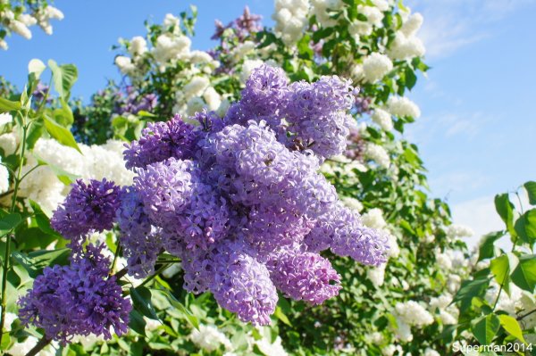 Сирень Генри Тамерлан