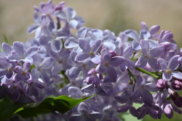 Сирень Юньнаньская